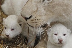 Langka! Singa Putih di Polandia Lahirkan Kembar Tiga