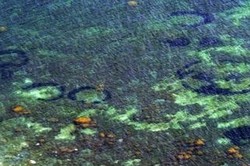 Misteri Formasi Cincin Biru di Laut Denmark