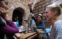 Dua Buah Kafe Kucing Tahun Ini Akan Dibuka di Amerika Serikat