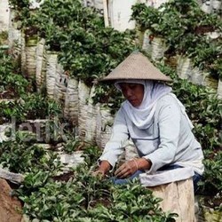 Chatib Basri Sebut Saatnya RI Pindah dari Pertanian ke Industri