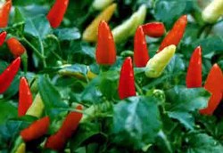 Bawang dan Cabai Impor Mengalir Deras ke Pasar RI di 2013