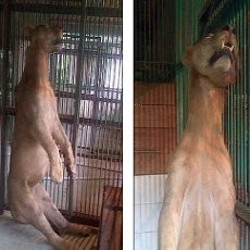 Ke Mana Satwa-satwa Koleksi KBS yang Mati?