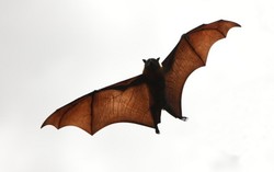 Memakan Daging Kelelawar untuk Obat Asma, Halal atau Haram?