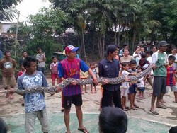 Unggas Warga Cipinang Hilang, Diduga Dimakan Ular dari Ciliwung