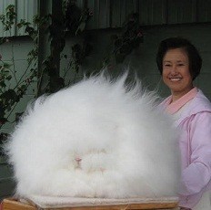 Unik, Kelinci Ini Miliki Bulu Tebal Seperti Wol!