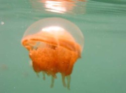 Danau Kakaban Punya Ubur-ubur Langka, Hanya 2 di Dunia!