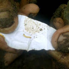 Kepingan Emas Diduga Peninggalan Kerajaan Temenggung Ditemukan Warga