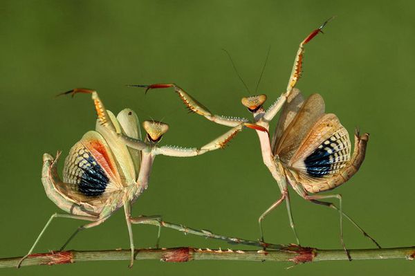 Foto Menakjubkan di Kompetisi Fotografi Dunia