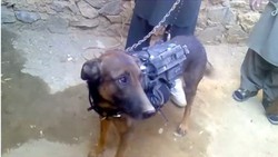 Pasukan Taliban Klaim Tangkap Seekor Anjing Milik Sekutu