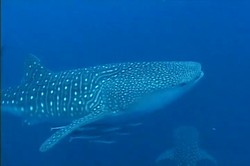 Hiu, Sang Penjaga Samudera