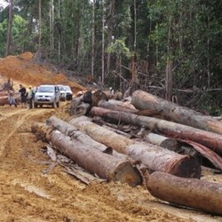 Pemerintah Ingin Kayu Impor Juga Ada Sertifikat Halal