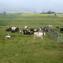 Jatah Impor 1 Juta Sapi Betina Sepi Peminat