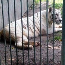 Chandrika, Harimau Putih Koleksi KBS Mati karena Radang Paru