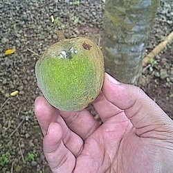 Buah Ini Diklaim Jadi Masa Depan Sumber Bahan Bakar di Indonesia