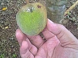 Buah Ini Diklaim Jadi Masa Depan Sumber Bahan Bakar di Indonesia