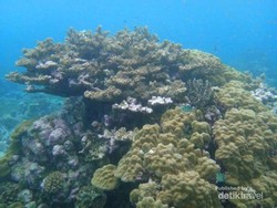 Mabuk Kepayang di Kerajaaan Bawah Laut Wakatobi