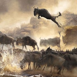 Foto Keren di Kontes Fotografi Dunia & Demam Flappy Bird