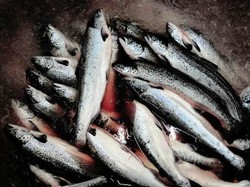 Inilah Makanan yaang Ampuh Cegah Sel Kanker Prostat pada Pria! (2)