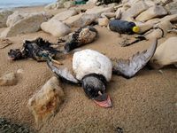 Dihantam Badai Atlantik, Burung Puffins Mati