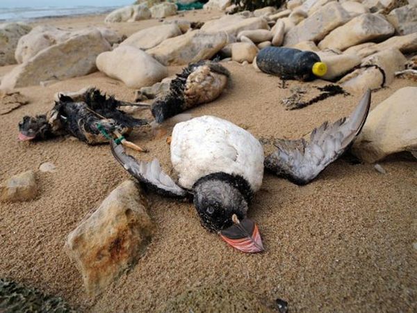 Dihantam Badai Atlantik, Burung Puffins Mati