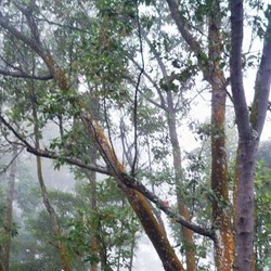 BUMN Ini Kembangkan Tanaman Anti Malaria di Bandung