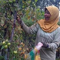 Kelud Siaga, Petani Lereng Gunung Terpaksa Panen Dini