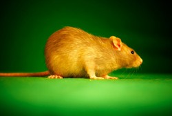 Gejala Penyakit Kencing Tikus Mirip Tifus, Bagaimana Membedakannya?