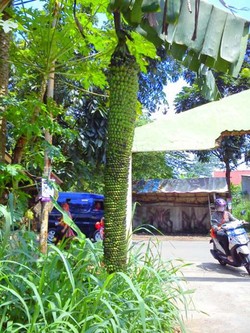 Pisang Aneh dengan Tandan Hampir 2 meter Tumbuh di Cibinong