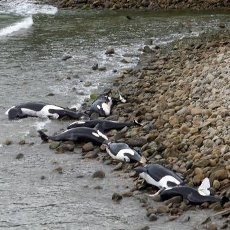 Duh! 9 Ekor Paus Mati Terdampar di Pantai Selandia Baru
