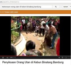 Orangutan Bonbin Bandung yang Disiksa Itu Bernama Atim