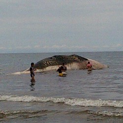 Seekor Paus Ditemukan Mati Penuh Luka di Pantai Tambala Minahasa