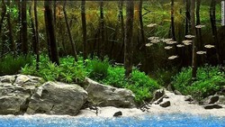 Rumah Ikan Paling Indah di Dunia (2)