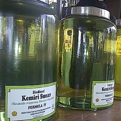 Kemiri Sunan dan Kelapa Sawit, Bagus Mana untuk Biodiesel?