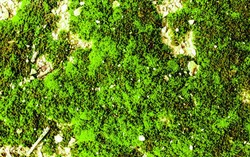 Ilmuwan Russia Kembangkan Makanan Cepat Saji Berbahan Lumut