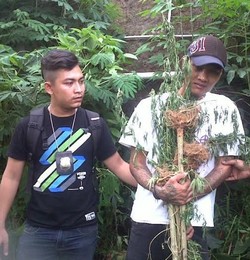 Iyong Petani Ganja di Bandung Manfaatkan Kebun Garapan Ortu