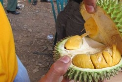 Minum Soda Setelah Makan Durian Bisa Mematikan? Dokter: Itu Mitos