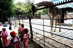 Abu Kelud Sampai ke Surabaya, Apa Kabar Satwa KBS?