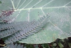 Hujan Abu Kelud Juga Sampai di Purwokerto