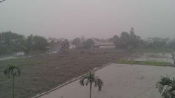 Hamparan Sawah Ini Memutih Akibat Abu Gunung Kelud