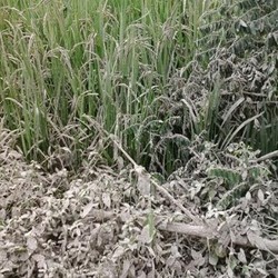 Ini Penampakan Sawah di Yogyakarta Tertutup Abu Gunung Kelud