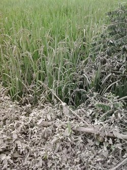 Pasokan Pepaya dan Cabai dari Kediri Terganggu Letusan Gunung Kelud