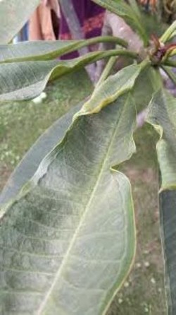 Hujan Abu Gunung Kelud Turun Tipis di Bandung