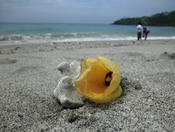 Ingin Pantai Tenang di Lombok? Nipah Jawabnya