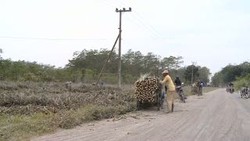 Dua Hari Pasca Letusan Kelud, Warga Sudah Kembali Ke Kebun