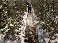 Harga Melon Petani Turun Karena Abu Kelud