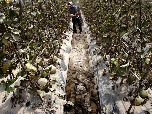 Harga Melon Petani Turun Karena Abu Kelud