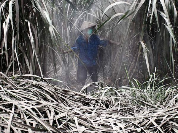 Abu Kelud Selimuti Perkebunan