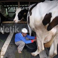 Pasokan Susu Tak Ada, Omzet Rp 300 Juta/Hari Melayang