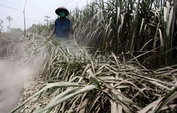 Demi Ternak, Puluhan Pengungsi Kelud Ini Nekat Kembali ke Rumah