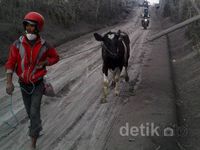 Warga Munjung Kembali Selamatkan Ternak